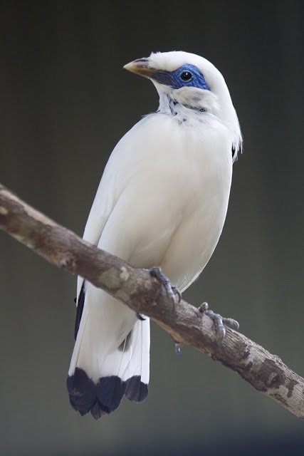 Jalak Bali - Bali Myna (Leucopsar rothschildi) Indonesia